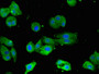 Immunofluorescent analysis of HepG2 cells using CAC14788 at dilution of 1:100 and Alexa Fluor 488-congugated AffiniPure Goat Anti-Rabbit IgG(H+L) Immunofluorescent analysis of HepG2 cells using CAC14788 at dilution of 1:100 and Alexa Fluor 488-congugated AffiniPure Goat Anti-Rabbit IgG(H+L)