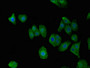 Immunofluorescent analysis of HepG2 cells using CAC14791 at dilution of 1:100 and Alexa Fluor 488-congugated AffiniPure Goat Anti-Rabbit IgG(H+L) Immunofluorescent analysis of HepG2 cells using CAC14791 at dilution of 1:100 and Alexa Fluor 488-congugated AffiniPure Goat Anti-Rabbit IgG(H+L)