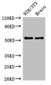 Western Blot, Positive WB detected in: NIH/3T3 whole cell lysate, Mouse brain tissue, All lanes: OLFM1 antibody at 2.5ug/ml, Secondary, Goat polyclonal to rabbit IgG at 1/50000 dilution, Predicted band size: 56, 18, 55, 16, 53 kDa, Observed band size: 56 kDa