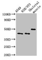 Western Blot, Positive WB detected in: A549 whole cell lysate, NIH/3T3 whole cell lysate, Mouse skeletal muscle tissue, All lanes: TRIM39 antibody at 3ug/ml, Secondary, Goat polyclonal to rabbit IgG at 1/50000 dilution, Predicted band size: 60, 57 kDa, Observed band size: 45, 50 kDa Western Blot, Positive WB detected in: A549 whole cell lysate, NIH/3T3 whole cell lysate, Mouse skeletal muscle tissue, All lanes: TRIM39 antibody at 3ug/ml, Secondary, Goat polyclonal to rabbit IgG at 1/50000 dilution, Predicted band size: 60, 57 kDa, Observed band size: 45, 50 kDa