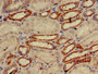 IHC image of CAC14797 diluted at 1:600 and staining in paraffin-embedded human kidney tissue performed on a Leica BondTM system. After dewaxing and hydration, antigen retrieval was mediated by high pressure in a citrate buffer (pH 6.0). Section was blocked with 10% normal goat serum 30min at RT. Then primary antibody (1% BSA) was incubated at 4°C overnight. The primary is detected by a biotinylated secondary antibody and visualized using an HRP conjugated SP system. IHC image of CAC14797 diluted at 1:600 and staining in paraffin-embedded human kidney tissue performed on a Leica BondTM system. After dewaxing and hydration, antigen retrieval was mediated by high pressure in a citrate buffer (pH 6.0). Section was blocked with 10% normal goat serum 30min at RT. Then primary antibody (1% BSA) was incubated at 4°C overnight. The primary is detected by a biotinylated secondary antibody and visualized using an HRP conjugated SP system.