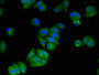 Immunofluorescent analysis of HepG2 cells using CAC14799 at dilution of 1:100 and Alexa Fluor 488-congugated AffiniPure Goat Anti-Rabbit IgG(H+L)