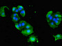 Immunofluorescent analysis of MCF-7 cells using CAC14813 at dilution of 1:100 and Alexa Fluor 488-congugated AffiniPure Goat Anti-Rabbit IgG(H+L) Immunofluorescent analysis of MCF-7 cells using CAC14813 at dilution of 1:100 and Alexa Fluor 488-congugated AffiniPure Goat Anti-Rabbit IgG(H+L)