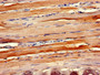 Immunohistochemistry of paraffin-embedded human skeletal muscle tissue using CAC14825 at dilution of 1:100