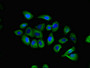 Immunofluorescent analysis of A549 cells using CAC14825 at dilution of 1:100 and Alexa Fluor 488-congugated AffiniPure Goat Anti-Rabbit IgG(H+L)