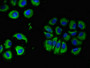 Immunofluorescent analysis of A549 cells using CAC14826 at dilution of 1:100 and Alexa Fluor 488-congugated AffiniPure Goat Anti-Rabbit IgG(H+L) Immunofluorescent analysis of A549 cells using CAC14826 at dilution of 1:100 and Alexa Fluor 488-congugated AffiniPure Goat Anti-Rabbit IgG(H+L)