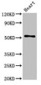Western Blot, Positive WB detected in: Mouse heart tissue, All lanes: FGG antibody at 2.7ug/ml, Secondary, Goat polyclonal to rabbit IgG at 1/50000 dilution, Predicted band size: 52, 50 kDa, Observed band size: 52 kDa Western Blot, Positive WB detected in: Mouse heart tissue, All lanes: FGG antibody at 2.7ug/ml, Secondary, Goat polyclonal to rabbit IgG at 1/50000 dilution, Predicted band size: 52, 50 kDa, Observed band size: 52 kDa