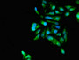 Immunofluorescent analysis of Hela cells using CAC14834 at dilution of 1:100 and Alexa Fluor 488-congugated AffiniPure Goat Anti-Rabbit IgG(H+L) Immunofluorescent analysis of Hela cells using CAC14834 at dilution of 1:100 and Alexa Fluor 488-congugated AffiniPure Goat Anti-Rabbit IgG(H+L)