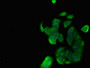 Immunofluorescent analysis of MCF-7 cells using CAC14856 at dilution of 1:100 and Alexa Fluor 488-congugated AffiniPure Goat Anti-Rabbit IgG(H+L) Immunofluorescent analysis of MCF-7 cells using CAC14856 at dilution of 1:100 and Alexa Fluor 488-congugated AffiniPure Goat Anti-Rabbit IgG(H+L)