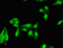 Immunofluorescent analysis of Hela cells using CAC14858 at dilution of 1:100 and Alexa Fluor 488-congugated AffiniPure Goat Anti-Rabbit IgG(H+L) Immunofluorescent analysis of Hela cells using CAC14858 at dilution of 1:100 and Alexa Fluor 488-congugated AffiniPure Goat Anti-Rabbit IgG(H+L)