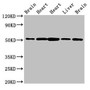 Western Blot, Positive WB detected in: Rat brain tissue, Rat heart tissue, Mouse heart tissue, Mouse liver tissue, Mouse brain tissue, All lanes: NUCB2 antibody at 2.5ug/ml, Secondary, Goat polyclonal to rabbit IgG at 1/50000 dilution, Predicted band size: 51 kDa, Observed band size: 51 kDa