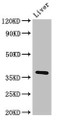 Western Blot, Positive WB detected in: Rat liver tissue, All lanes: Ppp1cb antibody at 3ug/ml, Secondary, Goat polyclonal to rabbit IgG at 1/50000 dilution, Predicted band size: 38 kDa, Observed band size: 38 kDa