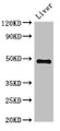 Western Blot, Positive WB detected in: Mouse liver tissue, All lanes: PSMC4 antibody at 3.4ug/ml, Secondary, Goat polyclonal to rabbit IgG at 1/50000 dilution, Predicted band size: 48, 44 kDa, Observed band size: 48 kDa Western Blot, Positive WB detected in: Mouse liver tissue, All lanes: PSMC4 antibody at 3.4ug/ml, Secondary, Goat polyclonal to rabbit IgG at 1/50000 dilution, Predicted band size: 48, 44 kDa, Observed band size: 48 kDa