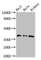 Western Blot, Positive WB detected in: Raji whole cell lysate, Hela whole cell lysate, Mouse kidney tissue, All lanes: RFC4 antibody at 2.7ug/ml, Secondary, Goat polyclonal to rabbit IgG at 1/50000 dilution, Predicted band size: 40, 34 kDa, Observed band size: 40 kDa