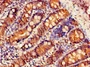 Immunohistochemistry of paraffin-embedded human small intestine tissue using CAC14880 at dilution of 1:100