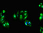 Immunofluorescent analysis of HepG2 cells using CAC14888 at dilution of 1:100 and Alexa Fluor 488-congugated AffiniPure Goat Anti-Rabbit IgG(H+L)