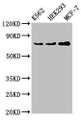 Western Blot, Positive WB detected in: K562 whole cell lysate, HEK293 whole cell lysate, MCF-7 whole cell lysate, All lanes: RALBP1 antibody at 4ug/ml, Secondary, Goat polyclonal to rabbit IgG at 1/50000 dilution, Predicted band size: 77 kDa, Observed band size: 77 kDa