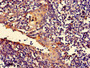 Immunohistochemistry of paraffin-embedded human tonsil tissue using CAC14895 at dilution of 1:100