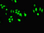 Immunofluorescent analysis of HepG2 cells using CAC14898 at dilution of 1:100 and Alexa Fluor 488-congugated AffiniPure Goat Anti-Rabbit IgG(H+L)