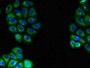 Immunofluorescent analysis of A549 cells using CAC14904 at dilution of 1:100 and Alexa Fluor 488-congugated AffiniPure Goat Anti-Rabbit IgG(H+L) Immunofluorescent analysis of A549 cells using CAC14904 at dilution of 1:100 and Alexa Fluor 488-congugated AffiniPure Goat Anti-Rabbit IgG(H+L)