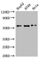 Western Blot, Positive WB detected in: HepG2 whole cell lysate, A549 whole cell lysate, Hela whole cell lysate, All lanes: NECTIN2 antibody at 3ug/ml, Secondary, Goat polyclonal to rabbit IgG at 1/50000 dilution, Predicted band size: 58, 52 kDa, Observed band size: 58 kDa