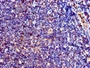 Immunohistochemistry of paraffin-embedded human lymph node tissue using CAC14924 at dilution of 1:100