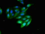 Immunofluorescent analysis of HepG2 cells using CAC14924 at dilution of 1:100 and Alexa Fluor 488-congugated AffiniPure Goat Anti-Rabbit IgG(H+L)