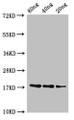 Western Blot, Positive WB detected in Recombinant protein, All lanes: B1 antibody at 3ug/ml, Secondary, Goat polyclonal to rabbit IgG at 1/50000 dilution, predicted band size: 18 kDa, observed band size: 18 kDa