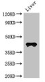 Western Blot, Positive WB detected in: Mouse liver tissue, All lanes: CCR3 antibody at 3ug/ml, Secondary, Goat polyclonal to rabbit IgG at 1/50000 dilution, predicted band size: 42, 44 kDa, observed band size: 42 kDa Western Blot, Positive WB detected in: Mouse liver tissue, All lanes: CCR3 antibody at 3ug/ml, Secondary, Goat polyclonal to rabbit IgG at 1/50000 dilution, predicted band size: 42, 44 kDa, observed band size: 42 kDa