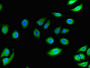 Immunofluorescent analysis of A549 cells using CAC14934 at dilution of 1:100 and Alexa Fluor 488-congugated AffiniPure Goat Anti-Rabbit IgG(H+L) Immunofluorescent analysis of A549 cells using CAC14934 at dilution of 1:100 and Alexa Fluor 488-congugated AffiniPure Goat Anti-Rabbit IgG(H+L)