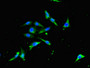 Immunofluorescent analysis of Hela cells using CAC14937 at dilution of 1:100 and Alexa Fluor 488-congugated AffiniPure Goat Anti-Rabbit IgG(H+L) Immunofluorescent analysis of Hela cells using CAC14937 at dilution of 1:100 and Alexa Fluor 488-congugated AffiniPure Goat Anti-Rabbit IgG(H+L)