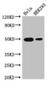 Western Blot, Positive WB detected in: Hela whole cell lysate, HEK293 whole cell lysate, All lanes: JUND antibody at 3ug/ml, Secondary, Goat polyclonal to rabbit IgG at 1/50000 dilution, Predicted band size: 36 kDa, Observed band size: 50 kDa Western Blot, Positive WB detected in: Hela whole cell lysate, HEK293 whole cell lysate, All lanes: JUND antibody at 3ug/ml, Secondary, Goat polyclonal to rabbit IgG at 1/50000 dilution, Predicted band size: 36 kDa, Observed band size: 50 kDa