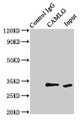 Immunoprecipitating CAMLG in HEK293 whole cell lysate, Lane 1: Rabbit control IgG (1ug) instead of CAC14954 in HEK293 whole cell lysate. For western blotting, a HRP-conjugated Protein G antibody was used as the secondary antibody (1/2000), Lane 2: CAC14954 (8ug) + HEK293 whole cell lysate (500ug), Lane 3: HEK293 whole cell lysate (10ug) Immunoprecipitating CAMLG in HEK293 whole cell lysate, Lane 1: Rabbit control IgG (1ug) instead of CAC14954 in HEK293 whole cell lysate. For western blotting, a HRP-conjugated Protein G antibody was used as the secondary antibody (1/2000), Lane 2: CAC14954 (8ug) + HEK293 whole cell lysate (500ug), Lane 3: HEK293 whole cell lysate (10ug)