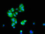 Immunofluorescent analysis of HepG2 cells using CAC14960 at dilution of 1:100 and Alexa Fluor 488-congugated AffiniPure Goat Anti-Rabbit IgG(H+L)