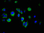 Immunofluorescent analysis of A549 cells using CAC14966 at dilution of 1:100 and Alexa Fluor 488-congugated AffiniPure Goat Anti-Rabbit IgG(H+L)