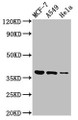 Western Blot, Positive WB detected in: MCF-7 whole cell lysate, A549 whole cell lysate, Hela whole cell lysate, All lanes: TMEM59 antibody at 3ug/ml, Secondary, Goat polyclonal to rabbit IgG at 1/50000 dilution, Predicted band size: 37 kDa, Observed band size: 37 kDa Western Blot, Positive WB detected in: MCF-7 whole cell lysate, A549 whole cell lysate, Hela whole cell lysate, All lanes: TMEM59 antibody at 3ug/ml, Secondary, Goat polyclonal to rabbit IgG at 1/50000 dilution, Predicted band size: 37 kDa, Observed band size: 37 kDa