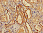 Immunohistochemistry of paraffin-embedded human kidney tissue using CAC14975 at dilution of 1:100