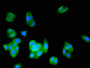 Immunofluorescent analysis of HepG2 cells using CAC14975 at dilution of 1:100 and Alexa Fluor 488-congugated AffiniPure Goat Anti-Rabbit IgG(H+L)