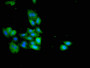 Immunofluorescent analysis of HepG2 cells using CAC14978 at dilution of 1:100 and Alexa Fluor 488-congugated AffiniPure Goat Anti-Rabbit IgG(H+L)