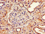 Immunohistochemistry of paraffin-embedded human kidney tissue using CAC14988 at dilution of 1:100