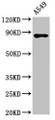 Western Blot, Positive WB detected in: A549 whole cell lysate, All lanes: IKBKB antibody at 3.4ug/ml, Secondary, Goat polyclonal to rabbit IgG at 1/50000 dilution, Predicted band size: 87, 86, 30, 80 kDa, Observed band size: 87 kDa