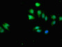 Immunofluorescent analysis of A549 cells using CAC14994 at dilution of 1:100 and Alexa Fluor 488-congugated AffiniPure Goat Anti-Rabbit IgG(H+L)