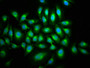 Immunofluorescence staining of A549 cells with CAC15017 at 1:133, counter-stained with DAPI. The cells were fixed in 4% formaldehyde, permeabilized using 0.2% Triton X-100 and blocked in 10% normal Goat Serum. The cells were then incubated with the antibody overnight at 4°C. The secondary antibody was Alexa Fluor 488-congugated AffiniPure Goat Anti-Rabbit IgG(H+L).