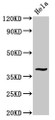 Western Blot, Positive WB detected in: Hela whole cell lysate, All lanes: DUSP1 antibody at 3.4ug/ml, Secondary, Goat polyclonal to rabbit IgG at 1/50000 dilution, Predicted band size: 40 kDa, Observed band size: 40 kDa
