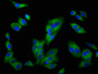 Immunofluorescence staining of HepG2 cells with CAC15079 at 1:200, counter-stained with DAPI. The cells were fixed in 4% formaldehyde, permeabilized using 0.2% Triton X-100 and blocked in 10% normal Goat Serum. The cells were then incubated with the antibody overnight at 4°C. The secondary antibody was Alexa Fluor 488-congugated AffiniPure Goat Anti-Rabbit IgG(H+L).