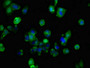 Immunofluorescent analysis of HepG2 cells using CAC15089 at dilution of 1:100 and Alexa Fluor 488-congugated AffiniPure Goat Anti-Rabbit IgG(H+L)