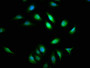 Immunofluorescence staining of A549 cells with CAC15090 at 1:133, counter-stained with DAPI. The cells were fixed in 4% formaldehyde, permeabilized using 0.2% Triton X-100 and blocked in 10% normal Goat Serum. The cells were then incubated with the antibody overnight at 4°C. The secondary antibody was Alexa Fluor 488-congugated AffiniPure Goat Anti-Rabbit IgG(H+L).