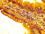IHC image of CAC15096 diluted at 1:300 and staining in paraffin-embedded human small intestine tissue performed on a Leica BondTM system. After dewaxing and hydration, antigen retrieval was mediated by high pressure in a citrate buffer (pH 6.0). Section was blocked with 10% normal goat serum 30min at RT. Then primary antibody (1% BSA) was incubated at 4°C overnight. The primary is detected by a biotinylated secondary antibody and visualized using an HRP conjugated SP system.