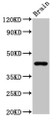 Western Blot, Positive WB detected in: Rat brain tissue, All lanes: GPR14 antibody at 3.7ug/ml, Secondary, Goat polyclonal to rabbit IgG at 1/50000 dilution, Predicted band size: 44 kDa, Observed band size: 44 kDa