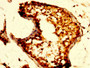 IHC image of CAC15112 diluted at 1:500 and staining in paraffin-embedded human testis tissue performed on a Leica BondTM system. After dewaxing and hydration, antigen retrieval was mediated by high pressure in a citrate buffer (pH 6.0). Section was blocked with 10% normal goat serum 30min at RT. Then primary antibody (1% BSA) was incubated at 4°C overnight. The primary is detected by a biotinylated secondary antibody and visualized using an HRP conjugated SP system.